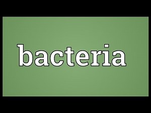 Bacteria Meaning