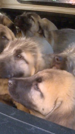15 Anatolian puppies #animal #animalrescue #wildlife #pets #dog #cat | Shelby TV