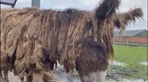 ALIZEE & PIERRICK ❤️ Hoe gaat het nu met Alizee('s hoefzweer)? It is getting better all the time. “Alizee en Pierrick hebben geen al te beste hoeven”, aldus onze hoefsmid die hen ook op hun oude adresje bekapte. Ze zijn meerdere malen hoefbevangen geweest, daar moeten we rekening mee houden. Gelukkig is Alizee’s hoefzweer al wel doorgebroken en kan ze weer zonder al te veel pijn lopen. Het is wel eigenaardig dat Pierrick en Alizee geen hooi uit een ton of ruif willen eten, we moeten het op de gr