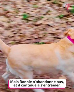 13K views · 92 reactions | Le voyage plein d'entrain du Labrador vers un rôle de service unique | Fabiosa France | Facebook