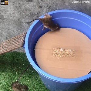 56K views | Make your own smart, simplest and most effective mouse trap, you will find it interesting to do it. | Takyeef | Facebook