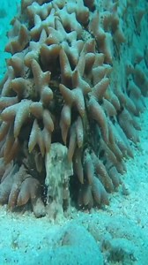 2.2K views · 52 reactions | so amazing under the ocean | Magical Nature | Facebook