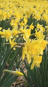 3.2K views · 82 reactions | A host, of golden daffodils; Beside the lake, beneath the trees, Fluttering and dancing in the breeze. -William Wordsworth . . . . #literature #quotes #booklovers #literature #reading #quoteoftheday #poetry #poem #englishliteratureinfo #poet #williamwordsworth #writing #StarsEverywhere #nature #poetrylovers #poetofnature #booklovers English Literature info | English Literature info | Facebook