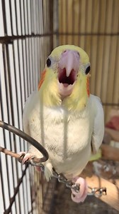 2.1K views · 269 reactions | Dinosaur 練練 | yellow feather | Facebook