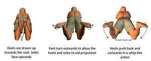 Breaststroke kick for beginners: Up-Out-Around-Together
