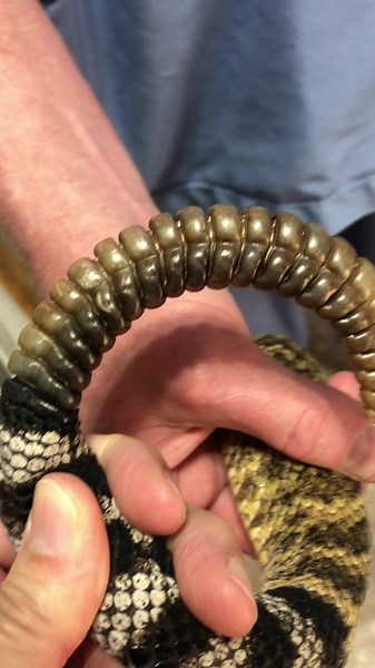One of five hundred western diamondback rattlesnakes ( Crotalus atrox) on venom production line at Kentucky Reptile Zoo. | Kentucky Reptile Zoo