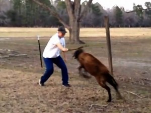 How to stop an angry ram attack - Just use a stick | Beautiful Crafts | Facebook