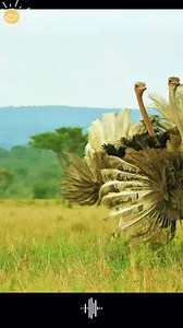 Ostriches Mate Protect Their Chicks From a Hungry Hyenas !! #birds #ostrich #africa #wild #hyena #wildlife #wildanimal #nature #animallovers #animalworld #prey | Nat Geo Wild & Nature