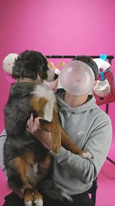 1.9K views · 12 reactions | Baseballism Behind the Scenes  ‘The Bubble Competition’ In preparation for tomorrow’s Doubles and Bubbles Collection launch, the office has a bubble blowing competition. Benny’s dog has separation anxiety, Elias believes he has an edge with his meditation practices and Jenny takes on the guys. For Love of the Game baseballism.com | Baseballism | Facebook