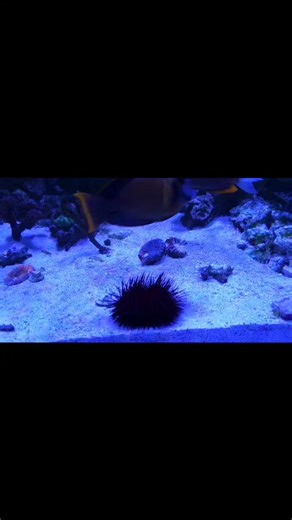 1K views · 14 reactions | The Corner Reef on Reels | Facebook