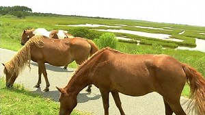 Assateague horses need our help - 47abc