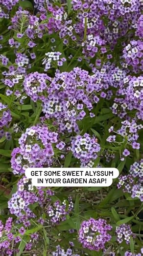 Small but mighty, sweet alyssum brings beauty to your beds while attracting beneficial insects that keep your garden thriving. 🐝🌿🌸 | All About Gardening