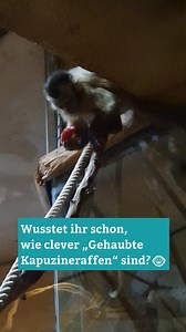 Wusstet ihr schon, wie clever „Gehaubte Kapuzineraffen“ sind?🐵💡 Die südamerikanischen Baumbewohner sind sehr neugierig und lebhaft. Daher überrascht es wenig, dass sie sich auch zu helfen wissen, wenn sie an ihre Lieblingsnahrung kommen möchten. Im Video seht ihr wie geschickt sie sich dabei anstellen. Auf dem Speiseplan der Kapuziner stehen Früchte, Nüsse, Blüten, Insekten und andere Kleintiere.🍎🌸🪲 Video: Zoo Rostock/Braun | Zoo Rostock