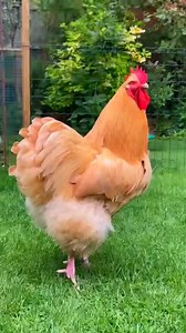 Amazing giant rooster crowing #rooster | Wild BIRDS