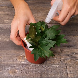 Simple Gardening Tricks for Beginners | Green Bean