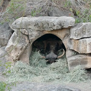 Breakfast and bed > Breakfast in bed 😋😋😋 | San Antonio Zoo