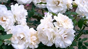 Demis Roussos - Fallin... 1976 | Anılara Yolculuk