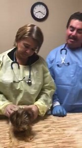 San Diego Humane Society on Reels