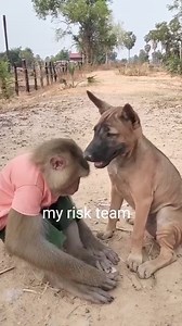 Cutis Monkeys: A Comprehensive Care Manual #s #cuties #shorts #myriskteam | My risk team