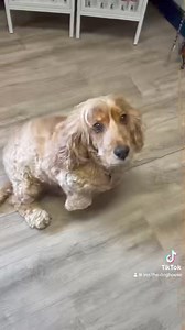 2K views · 45 reactions | Inn the Doghouse on Reels | Facebook