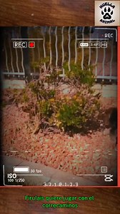 Firulais juega con el correcaminos #aves #animales #animals #animal #Correcaminos #perros #Firulais | Huellas Salvajes