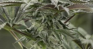 Buy Lemon Citron - Humboldt Seeds