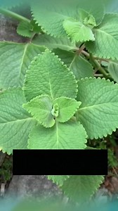 99K views · 2.7K reactions | Recette naturelle au moringa pour la vitalité #santé #nature | Seeker BlueHook | Facebook