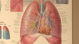 Doctors say multiple respiratory viruses circulating across Central Illinois