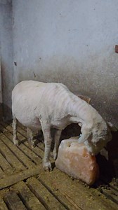 11K views · 277 reactions | 4 month pregnant Ewe on sale 3rd lactation Rate 30000 only Whats app 7006921744 Location Kangan Ganderbal | Sheep Farming Kashmir | Facebook