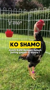 Ko shamo chickens are indeed the most interesting chickens to keep, their small size and strong body are an attraction for ornamental fighting cock hobbyists. That's why the price of this chicken is also very expensive, let's watch the complete video below. -------------- Ayam ko shamo memang merupakan ayam paling menarik untuk dipelihara, ukurannya yang kecil dengan tubuh yang gagah menjadi daya tarik bagi para penghobi ayam aduan Hias. Karena itulah harga ayam ini juga sangat mahal, yuk simak 