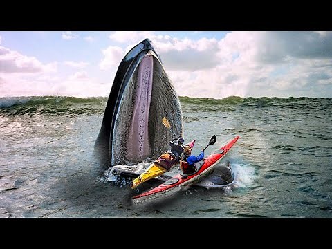 Incredible Whale Encounters Caught On Camera