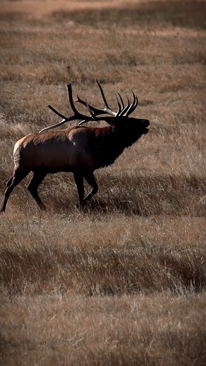 Big bull elk showing off in the meadow he conquers #bullelk #elk #elkhunting #wildbornoutdoors #wildlife #nature #animals #hunting | Wild Born Outdoors