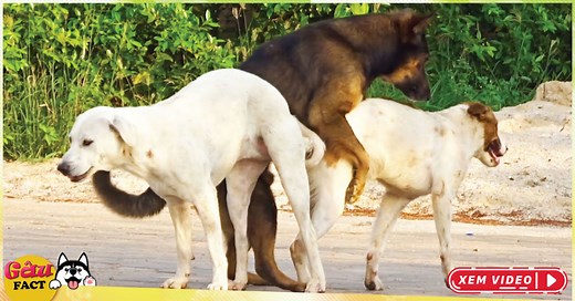 Vì sao chó giao phối xong lại dính nhau 25 phút - hơn 1 giờ? - Tapilu