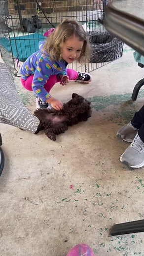 #puppy #puppylove | Poetry Poodles