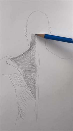 13K views · 320 reactions | Drawing anatomy hot take! The trapezius is not just a back muscle. | Mark Liam Smith | Facebook