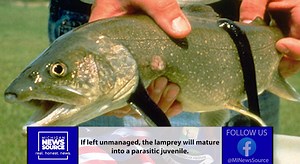 Great Lakes Fishery Battling Sea Lampreys In The Upper Peninsula If left unmanaged they lamprey will mature into parasitic juveniles. Each one can kill up to 40 pounds of fish during that stage, and the adults can lay up to 100,000 eggs. For 👇 More Michigan News https://www.michigannewssource.com/ | Michigan News Source