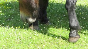 25K views · 463 reactions | Oberon and Sherlock are giving each other a pedicure!  | North Berwick Ponies | Facebook