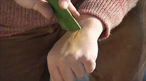 Aloe - Gardening Australia