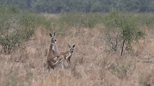 Big Red Kangaroo Osphranter Rufus Hopping Stock Footage Video (100% Royalty-free) 3985066715 | Shutterstock