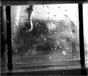 File:Alticus arnoldorum climbing up a vertical piece of Plexiglas - pone.0011197.s009.ogv - Wikimedia Commons