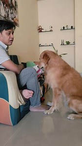 232K views · 5.1K reactions | আমার থেকে জেতা শুধু মুশকিলই না অসম্ভব  . . . . . . . . #togothebongdog #kolkata #love #goldenretriever #thebongdog #togo | Togol & Kuttush | Facebook