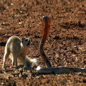 19K views · 265 reactions | The Hunter being hunted  | Animal Wild | Facebook