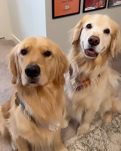 723 reactions · 7 comments | ParkerPup on Reels | Facebook