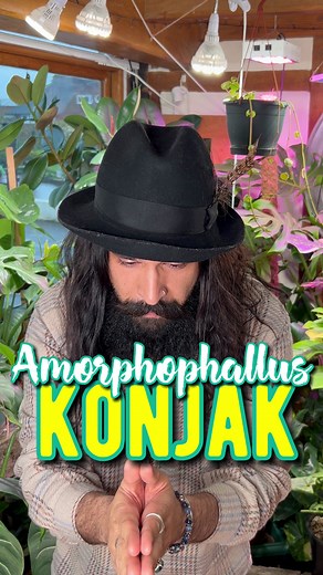 12K views · 274 reactions | Let’s talk about the Voodoo Lily!It is a...