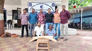 Elephant tusk trade racket busted by SOG in Vadodara: In Vadodara, the SOG exposed an international wildlife organ trafficking racket, recovering two elephant tusks from Irfan Shaikh and Azad Pathan during a raid in Yakutpura. The suspects were caught while attempting to sell the tusks, which are believed to have been sourced from abroad. Police investigations continue. 'શિકારી' ખુદ 'શિકાર' વન્યજીવોના અંગોની તસ્કરીનો પર્દાફાશ વડોદરામાં આજરોજ SOGએ સપાટો બોલાવતા વન્યજીવોના અંગોની તસ્કરીનો પર્દાફાશ
