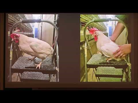 Spontaneous Sex Reversal in Chickens