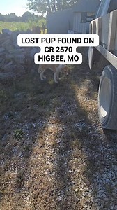 Found lost dog on CR 2570 HIGBEE, MISSOURI , Juvenile 9r young adult female, great Pyrenees type, well Mannered and trained. #missing #lostdog #founddog #greatpyrenees #lostandfoundpet | Lindsay Lenz