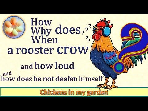 How does a Rooster crow? And Why? and When? And how loud. and how come he doesn't deafen himself?
