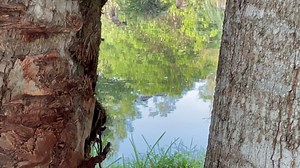 Scared to kayak because of alligators? Trust us, you’ll be fine. Alligators are actually quite timid around paddlers and humans, and prefer to hide from us, not bother us. Share & Tag us in your Jupiter Outdoor Center photos and videos for a chance to be featured on our Instagram and Facebook pages @jupiteroutdoorcenter  @jupiteroutdoorcenter  @palmbeachesfl  @kyraesmelevine | Jupiter Outdoor Center | Facebook