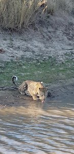 290K views · 3.5K reactions | Male leopard Tortoise pan drinking water simbambili dam #safari #experience | Africa Journey Nature Experience | Facebook